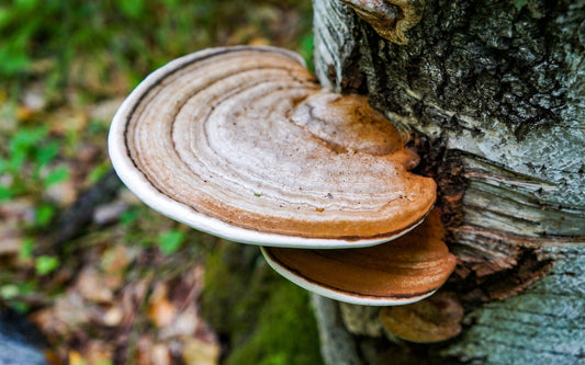 Chaga and Inhibition of Nitric Oxide Production