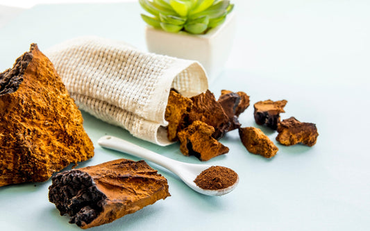 Anti-Inflammatory Mechanisms of Chaga Mushrooms