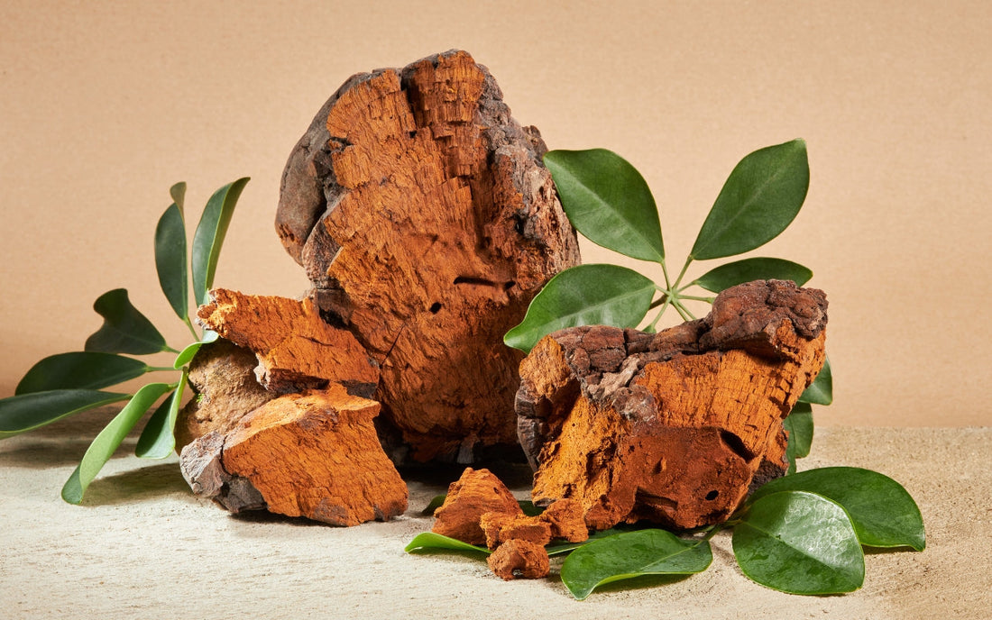 Anti-Inflammatory Properties of Chaga Mushroom Extracts