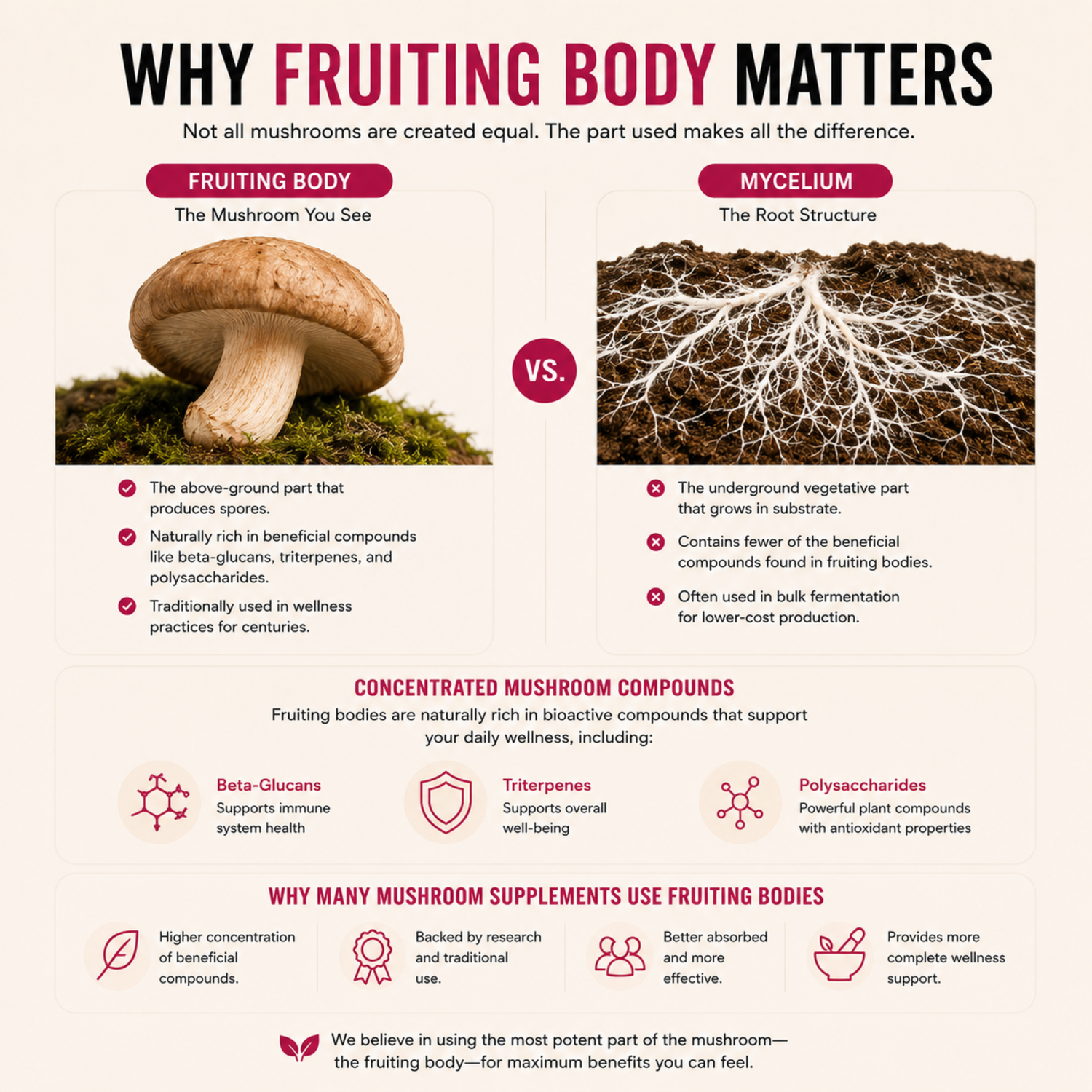 Cordyceps Energy Gummies